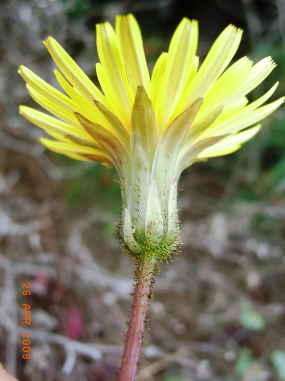 Sonchus bulbosus / Radicchiella bulbosa